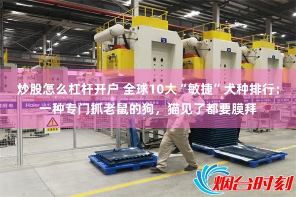 炒股怎么杠杆开户 全球10大“敏捷”犬种排行：一种专门抓老鼠的狗，猫见了都要膜拜