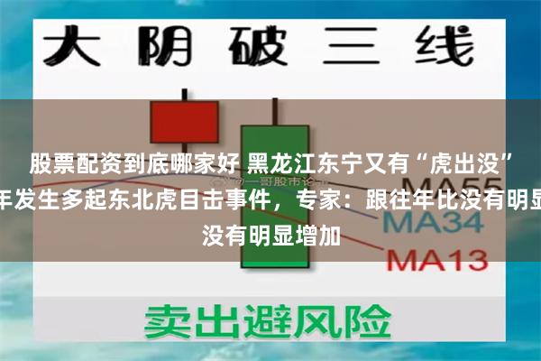 股票配资到底哪家好 黑龙江东宁又有“虎出没”？今年发生多起东北虎目击事件，专家：跟往年比没有明显增加